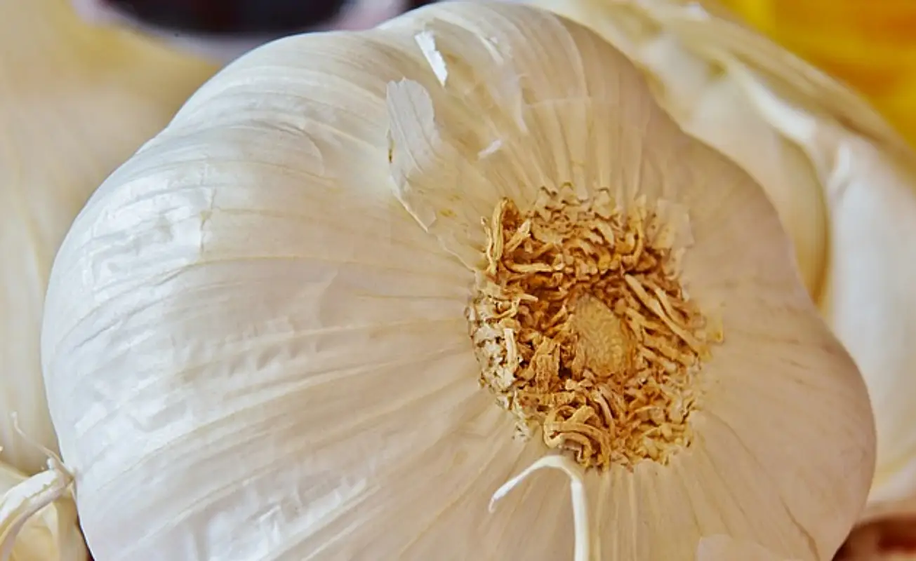 마늘장아찌 담그는법