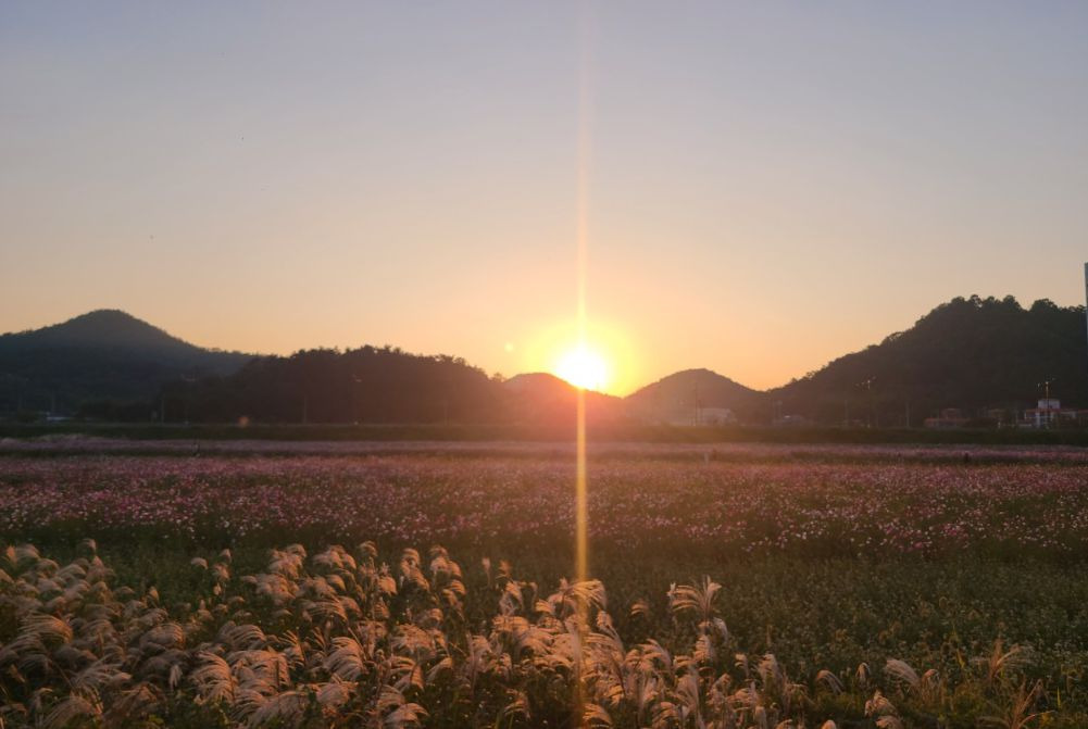 드들강솔밭유원지