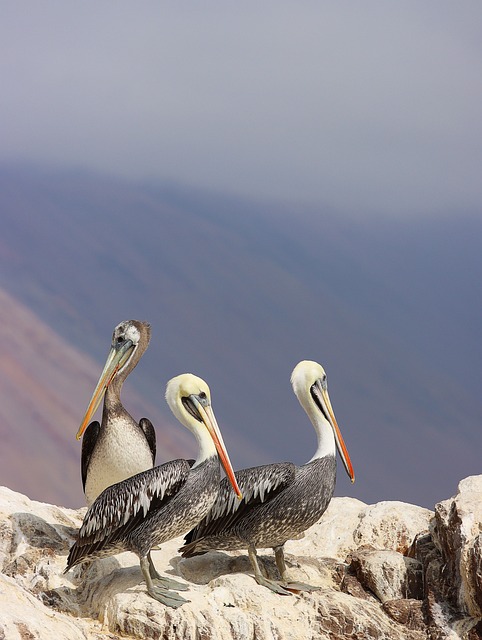 종의 기원 책과 관련된 이미지
