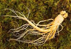 국민 약재 인삼의 역사와 효능, 그리고 활용법