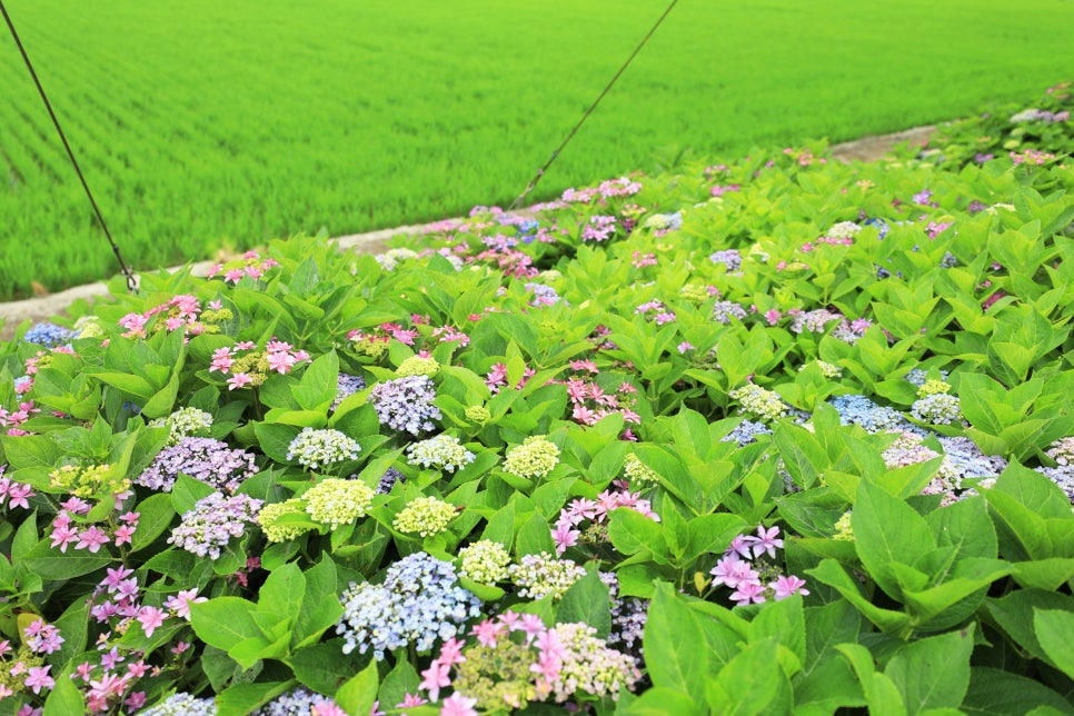 신안 도초수국공원, 6월의 섬꽃길에서 만나는 수국의 향연
