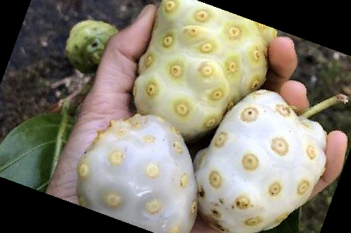 노니 효능 부작용 주스 복용법