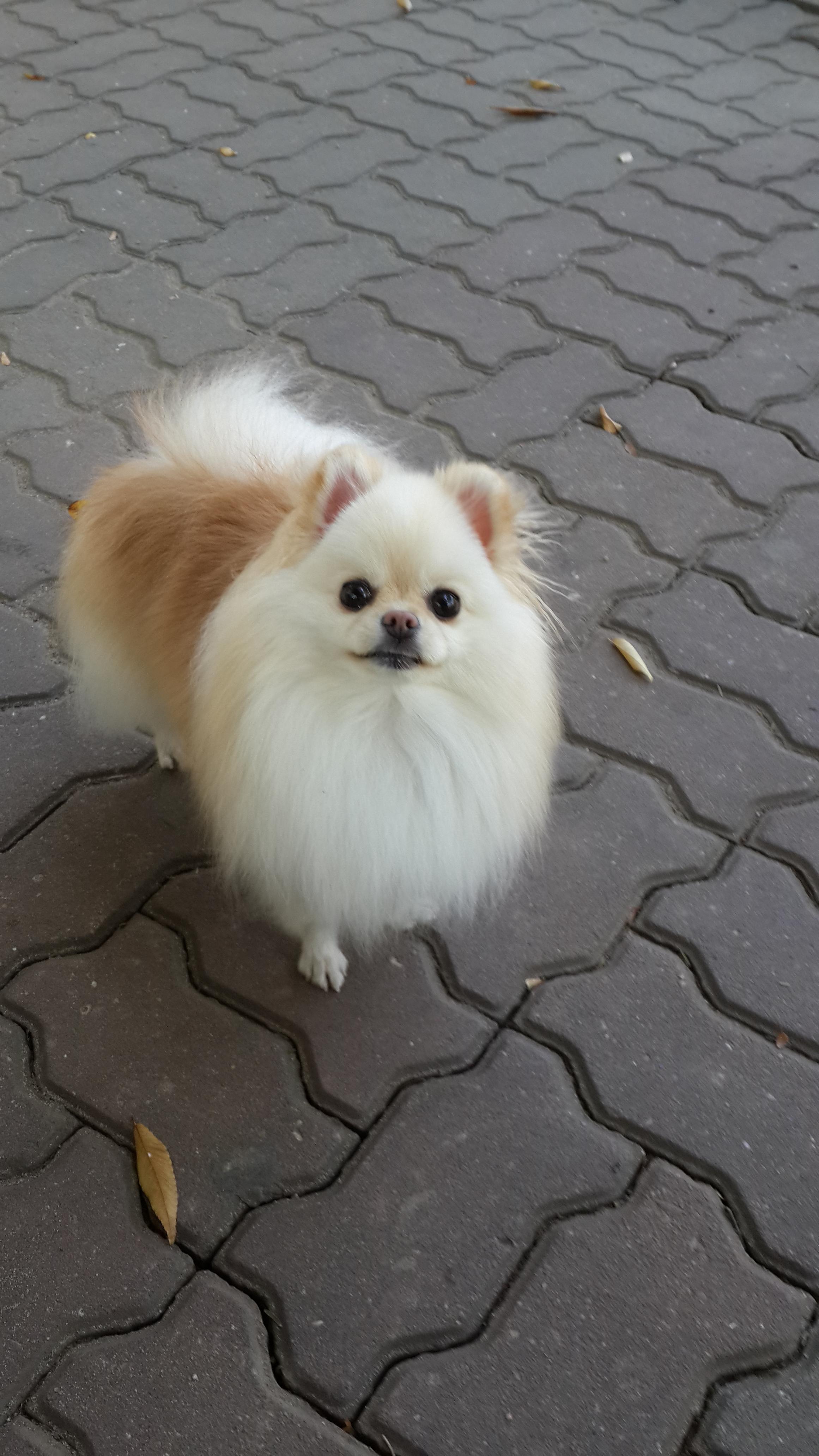 강아지 백내장 초기 증상과 확인법 : 예방법 3가지