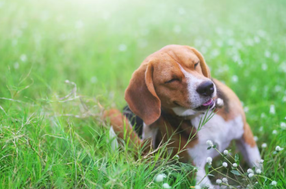 앉아있는 강아지