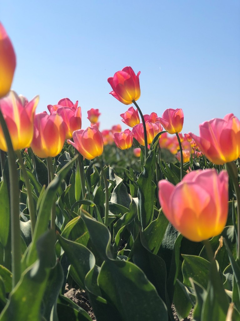 에버랜드 튤립축제