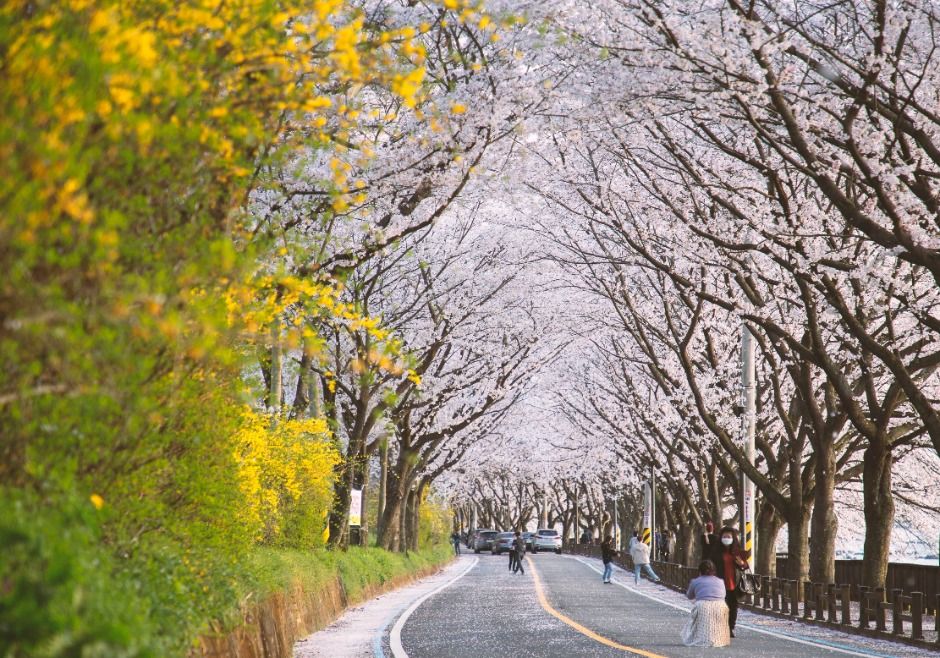 감성 가득한 벚꽃로드