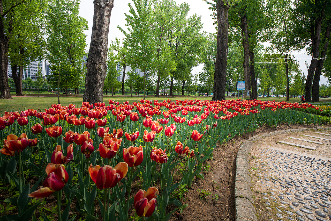 #꽃 #공원 #증평 #보강천 #미루나무숲