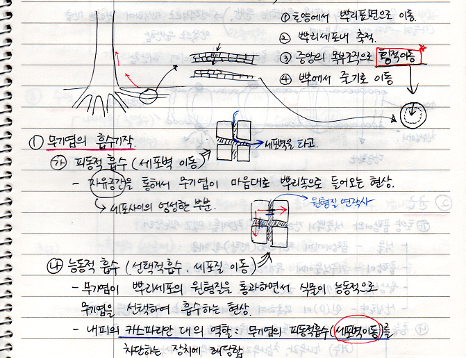 무기염의 흡수기작