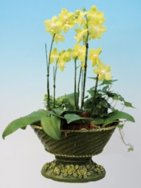 겨울 꽃 팔레놉시스