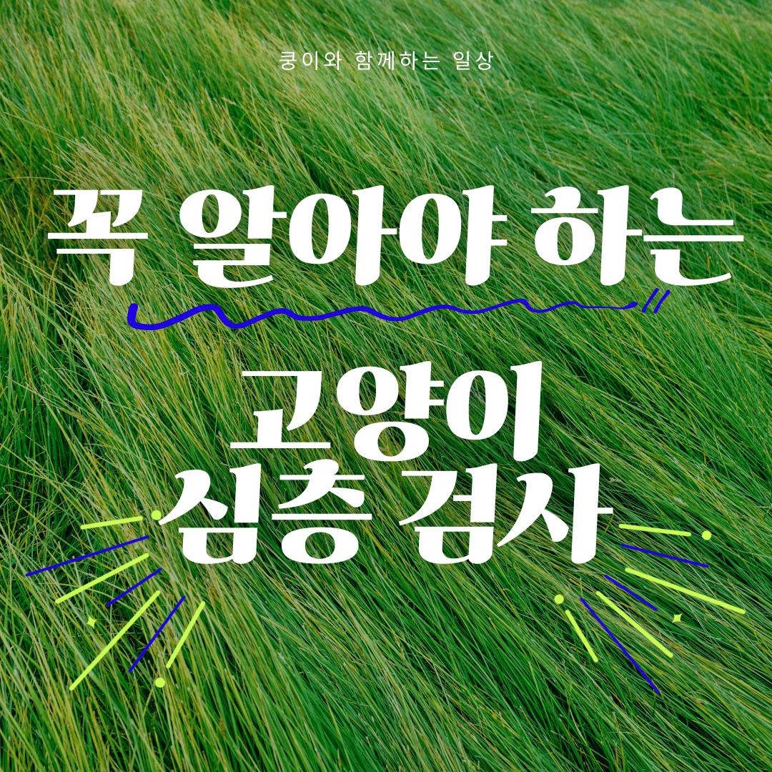 고양이 심층 검사