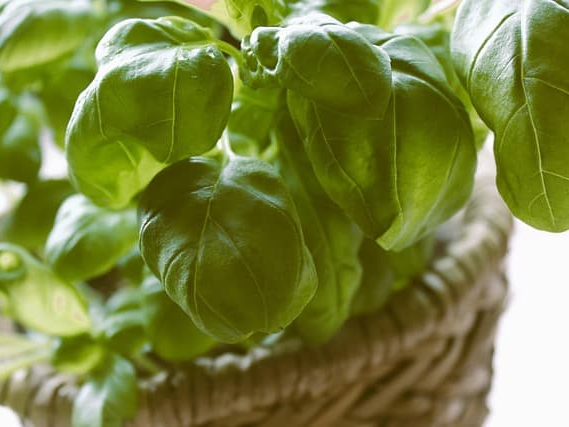 소화 기능 개선에 도움을 주는 바질씨드