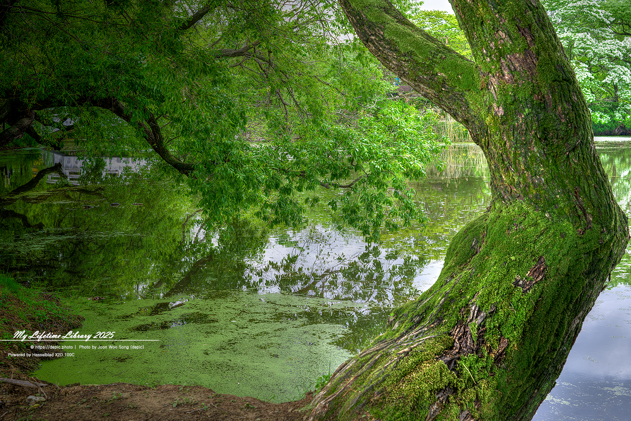#밀양 #저수지 #위양지 #이팝