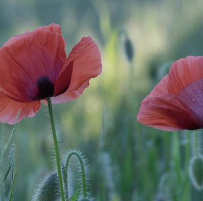가을 파종을 좋아하는 대표적인 꽃들