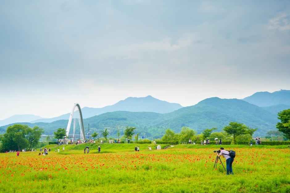 남양주 물읠정원 꽃양귀비