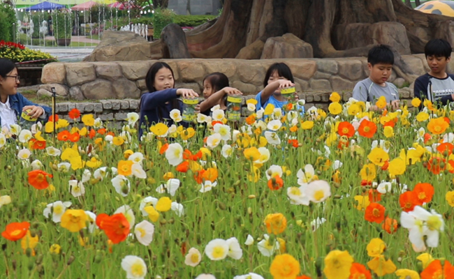 함평나비축제 일정, 초대가수, 입장료 할인정보🦋
