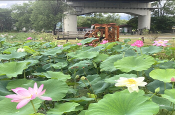 세미원 연꽃축제 연꽃문화제_4