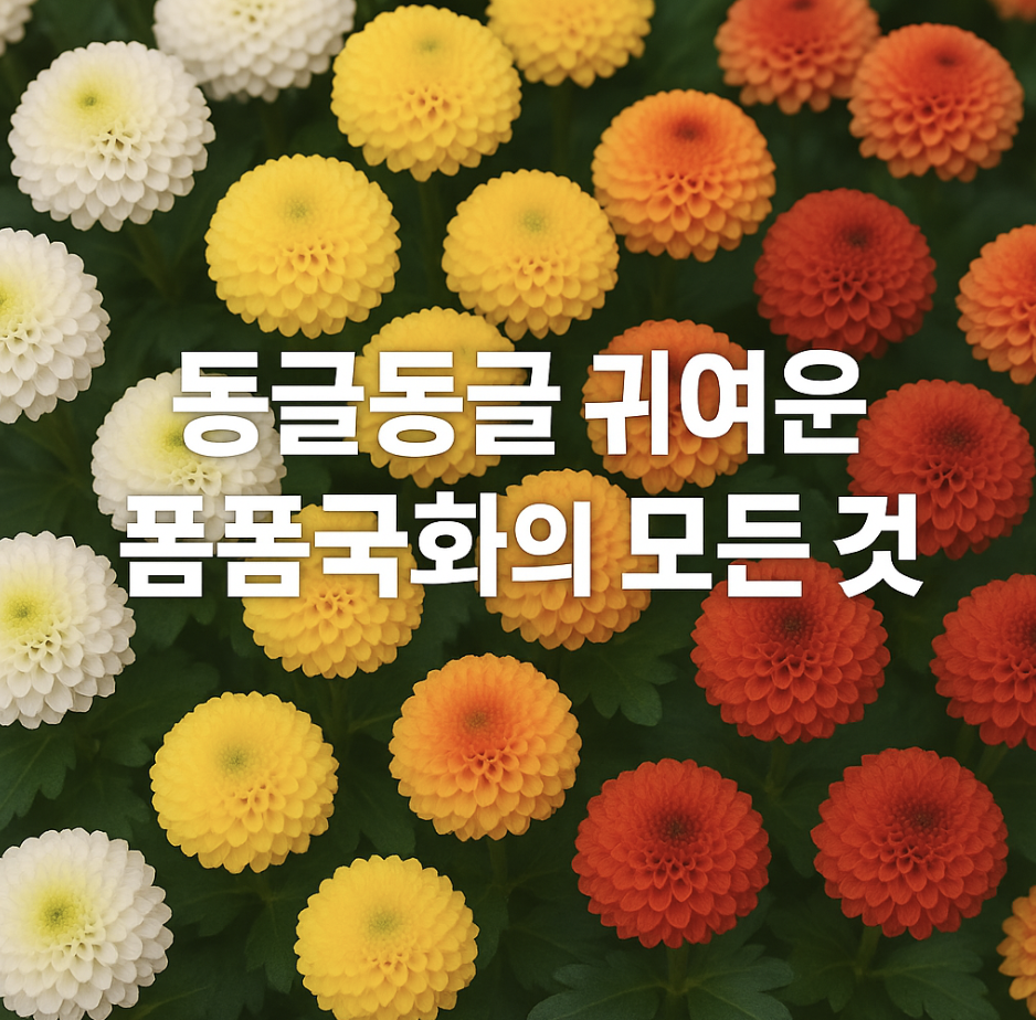 동글동글 귀여운 폼폼국화의 모든 것