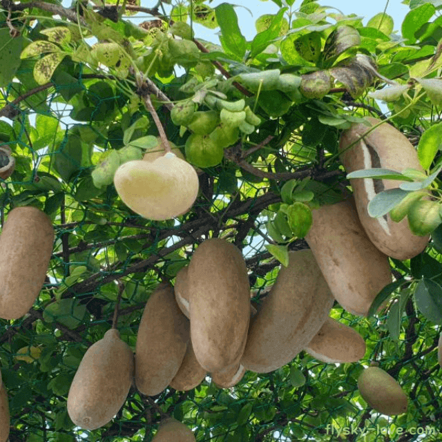 비뇨기 질환에 효과적인 으름