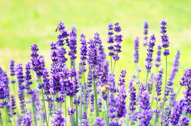 라벤더 향이 불면증에 효과적인 이유 향기가 숙면을 돕는 메커니즘