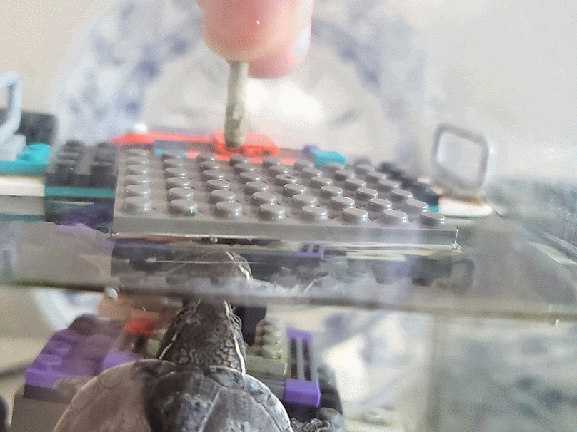 커먼 머스크 터틀 먹는 모습