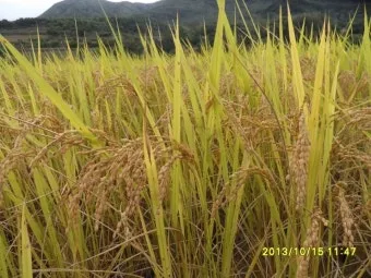 벼 재배 모내기 시기 분얼 관리 논 물대기_7