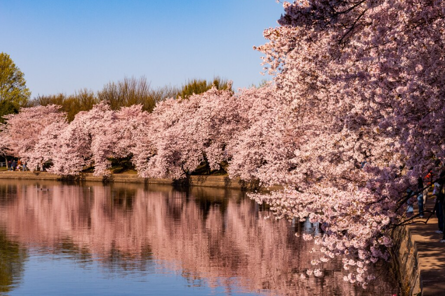 9. 철원 삼부연 폭포 벚꽃길