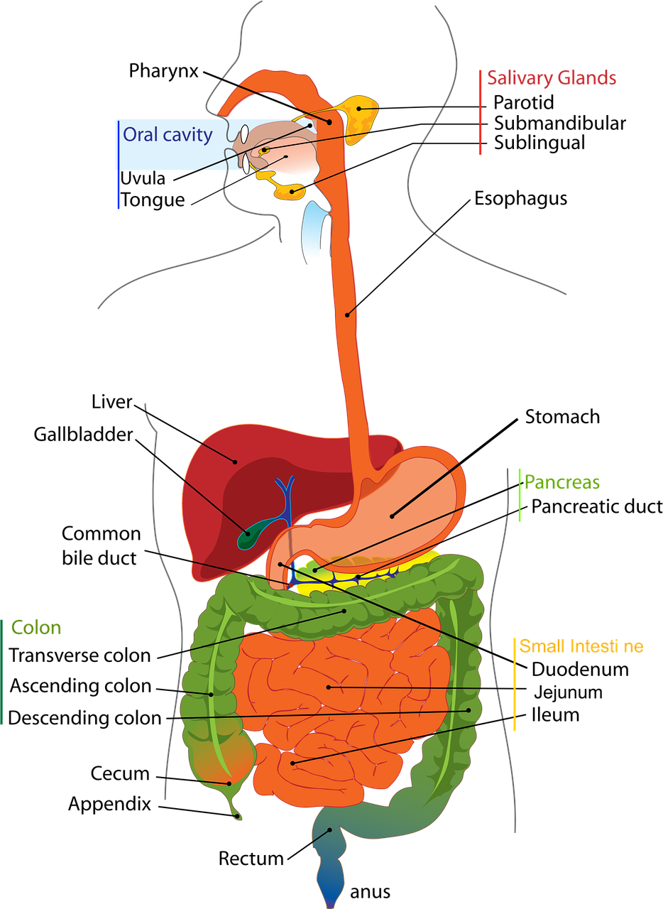 간수치 낮추는 방법
