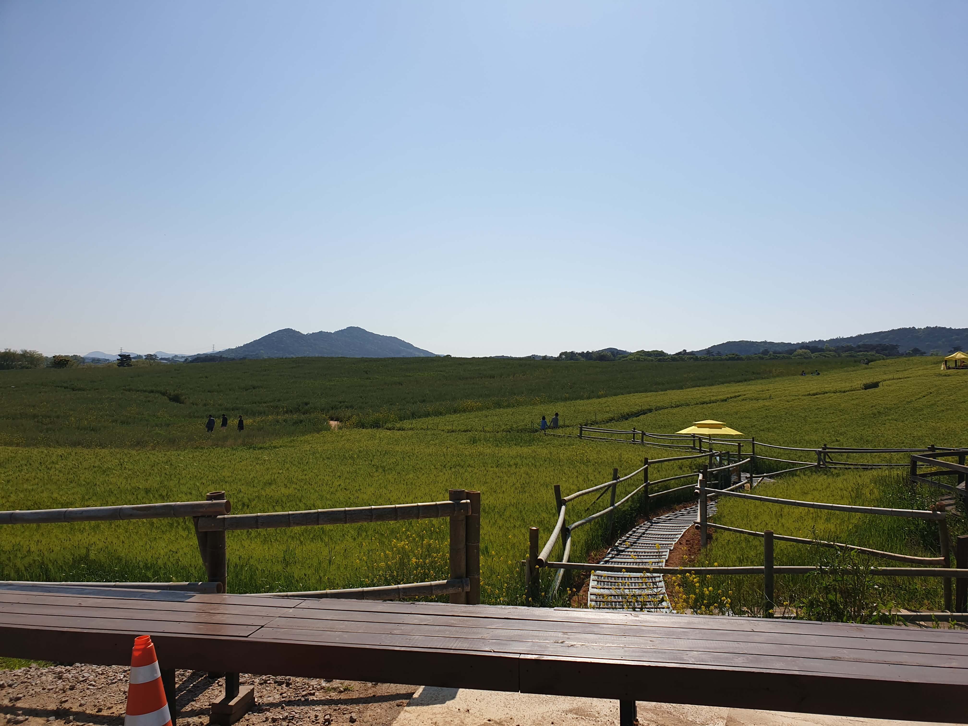 고창 학원농장 청보리밭