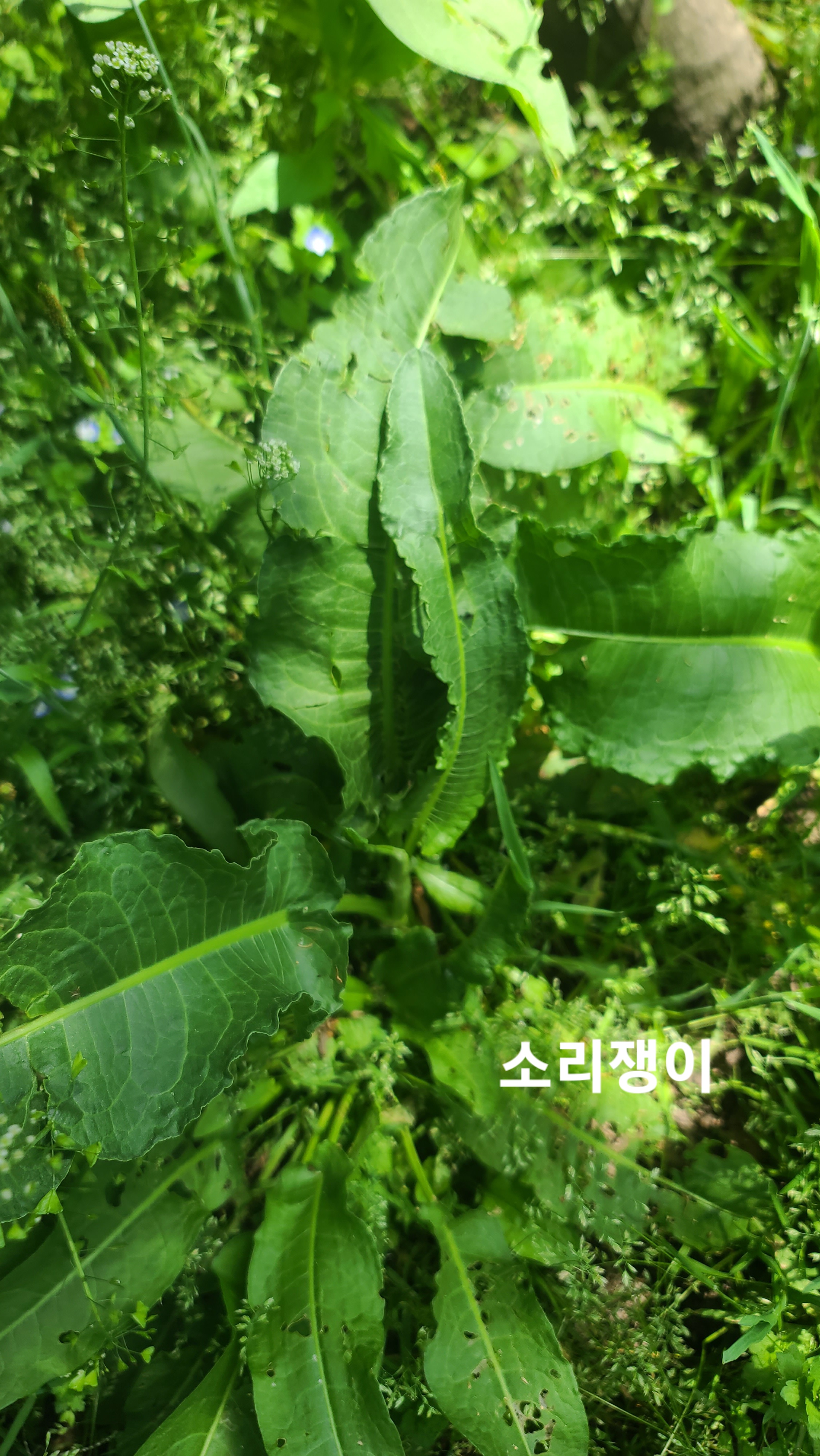 식물보호기사-산업기사-소리쟁이