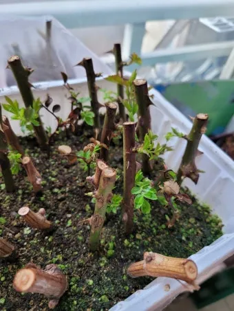 장미 삽목하는 방법 집에서 쉽게 번식하는 팁_24