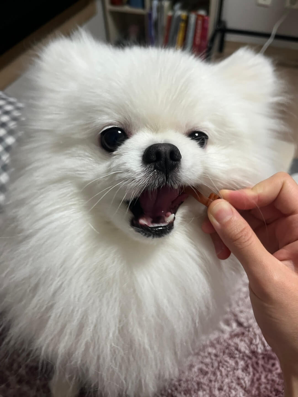 껌먹는_강아지