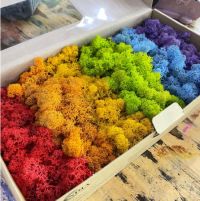 스칸디아모스 무지개 모스 500g(1박스) 공예 공기정화식물 천연 잔디 이끼 취미클래스 DIY 학교수업 재료
