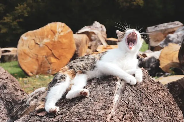 졸릴 때 입이 벌어지는 하품