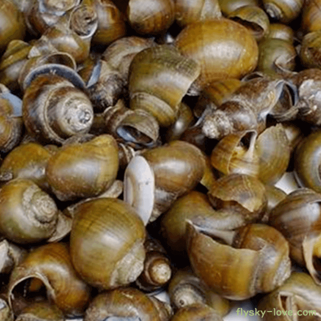 숙취해소에 좋은 우렁