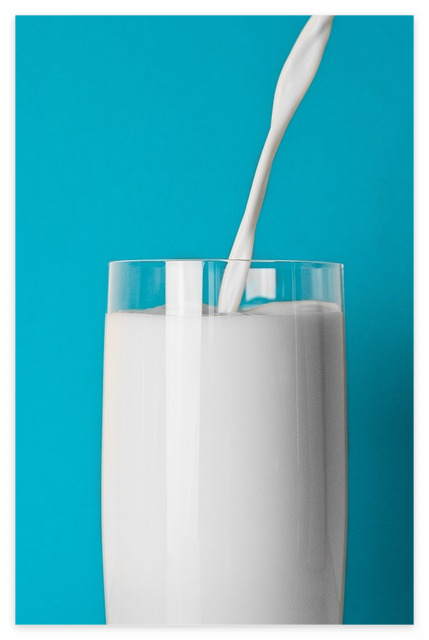 강아지 먹이면 안되는 음식