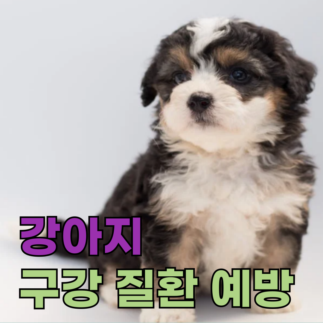 🐶 강아지 구강 질환 예방, 지금 시작하세요!