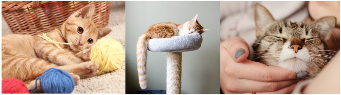 고양이 입양 준비물 체크리스트 &ndash; 초보 집사를 위한 완벽 가이드