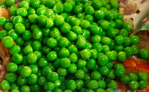 완두콩 파종시기와 심는시기 그리고 재배법 수확시기 총정리