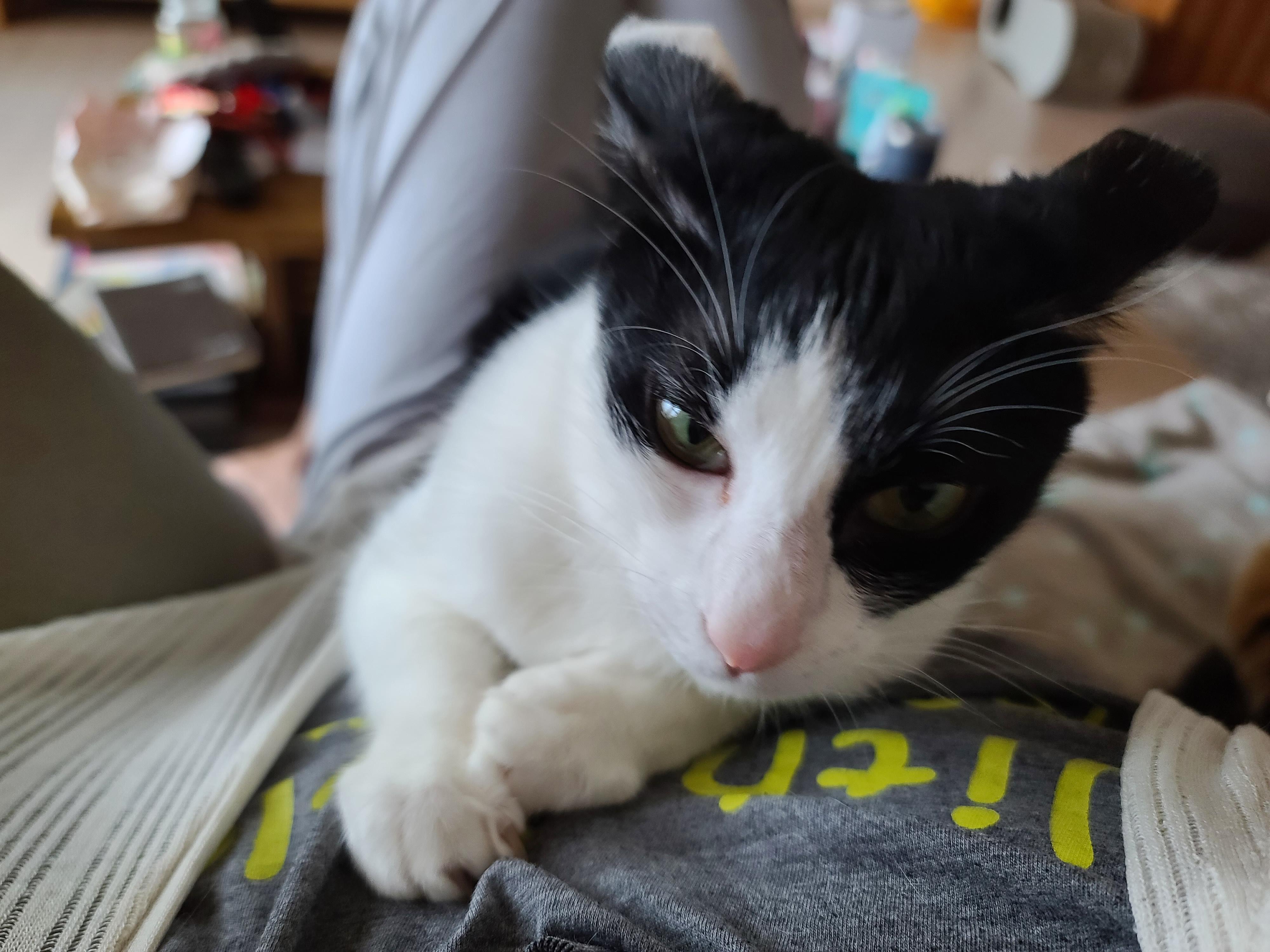 '엄마 사랑해~'를 눈으로 말하는 고양이. 젖소고양이 애교영상.(feat.삼색이고양이 요미)