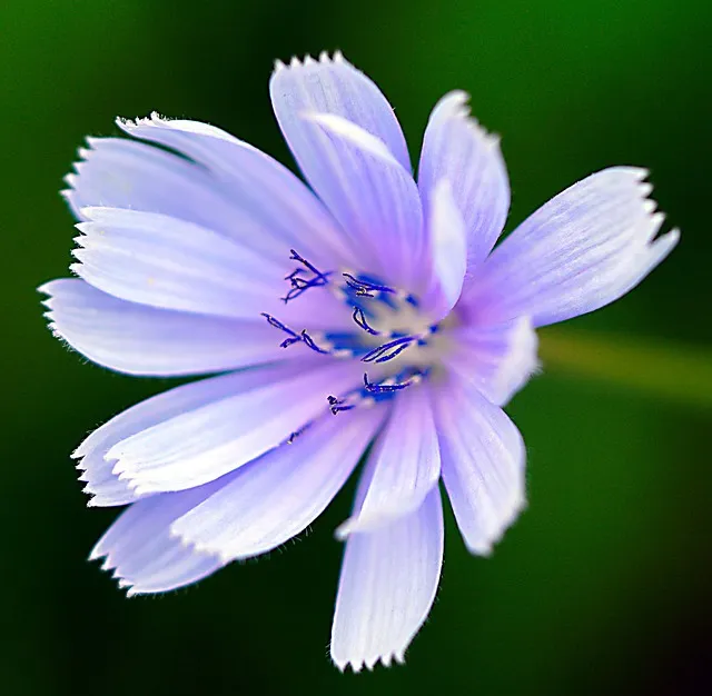 치커리 재배 쓴맛 줄이기 차광 요령 물 관리_8