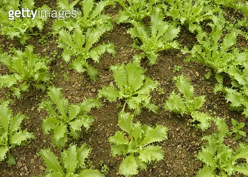 치커리 재배 쓴맛 줄이기 차광 요령 물 관리_2