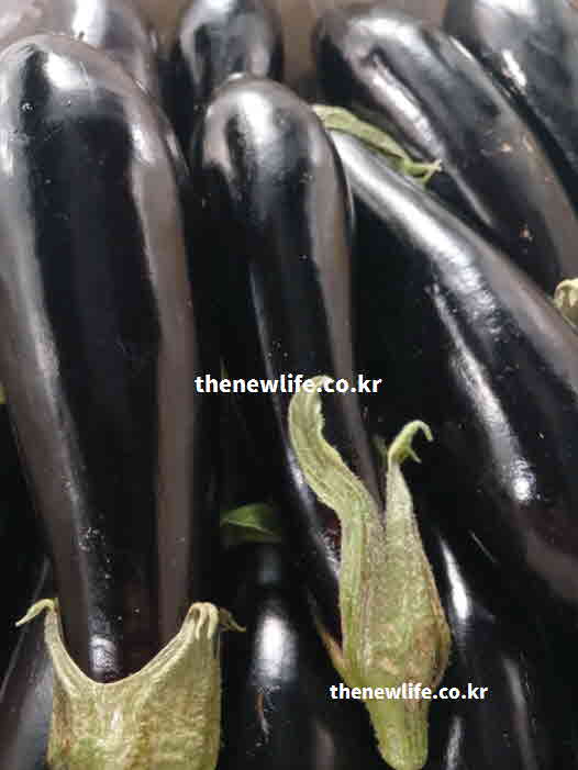 가지 효능 제철 요리