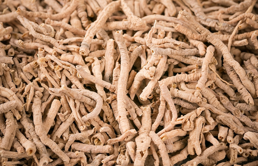 야생에서 채취를 한 원지를 깨끗하게 세척한 후에 건조시킨 것을 바닥에 수북하게 놓아두고 찍은 사진