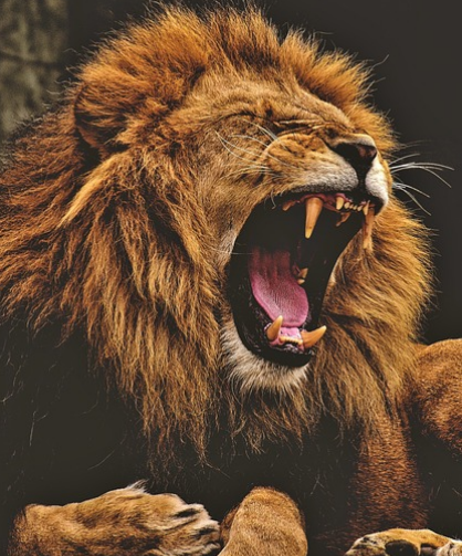 사자꿈 상황별 해몽