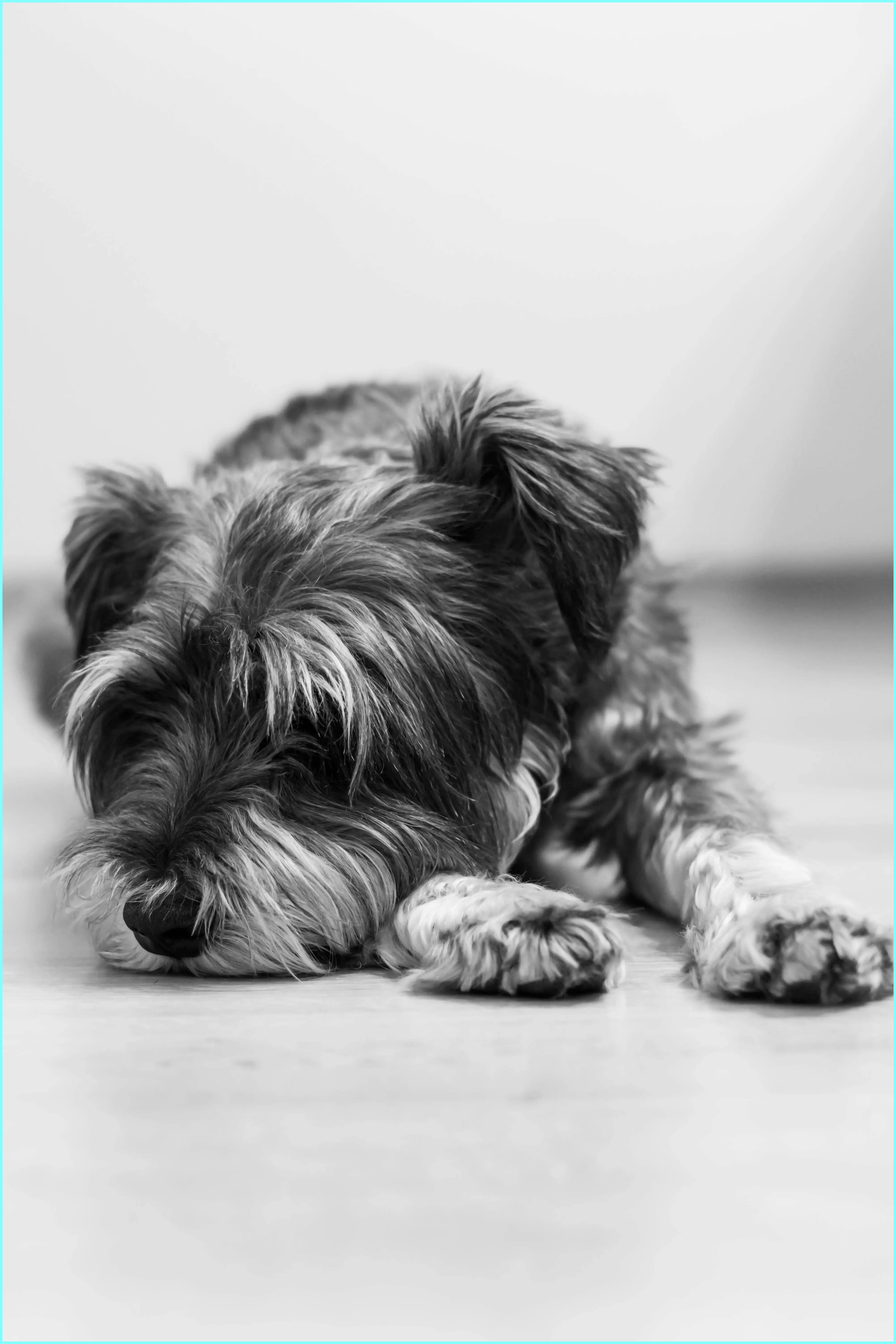 강아지 감 먹어도 되나요? 안전하게 먹이는 방법과 주의점