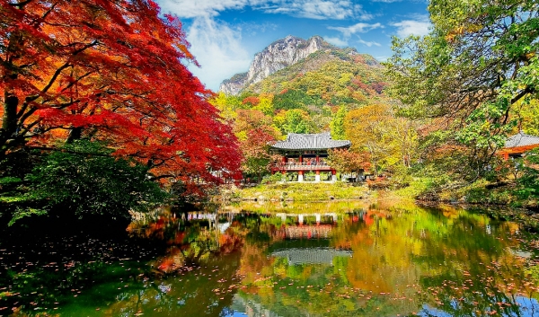 2024 내장산 단풍시기