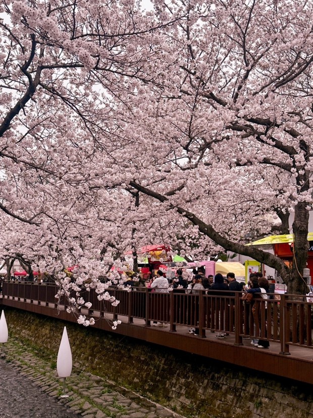 여의도 벚꽃축제, 봄을 온몸으로 느껴보세요~