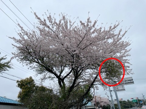 벚나무 빗자루병 감염