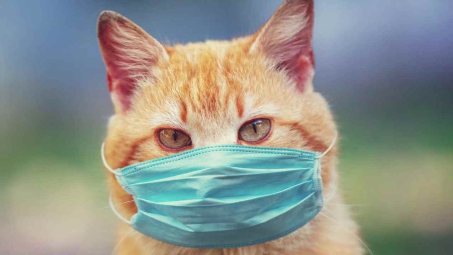 칼리시 바이러스 감염증