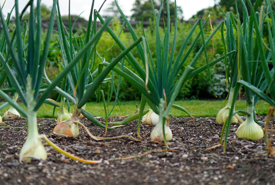 청년 귀농귀촌 지원금 관련 이미지